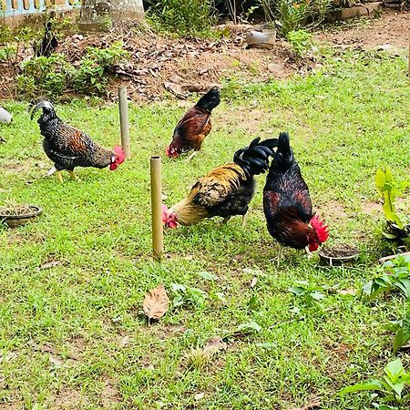 Unique Villa Kandy Esterno foto