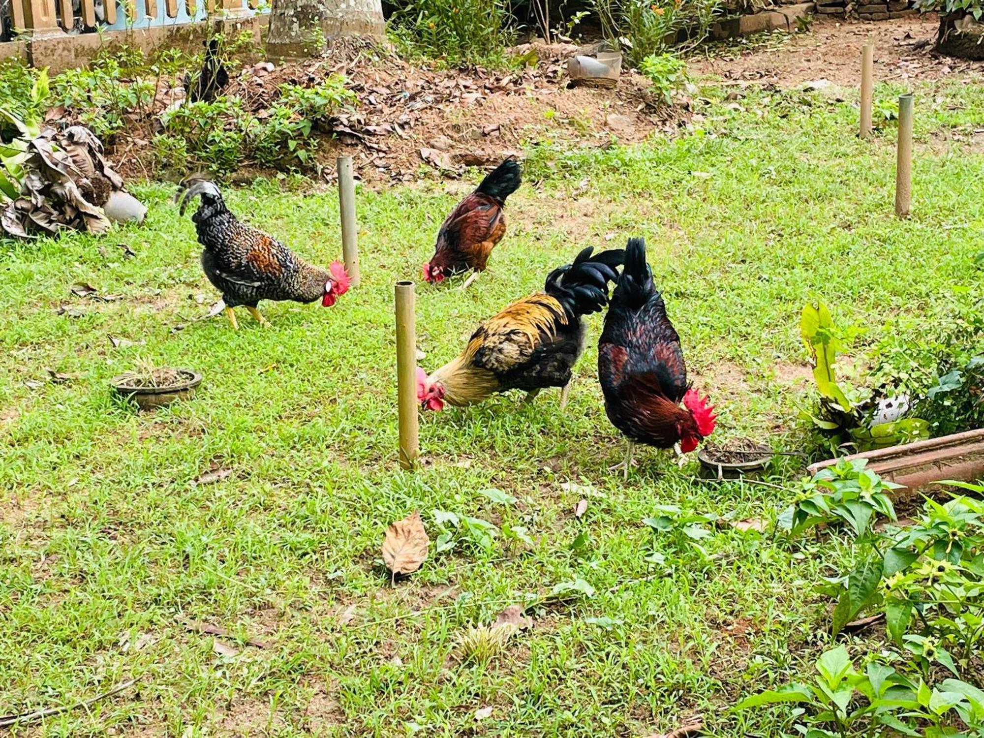 Unique Villa Kandy Esterno foto